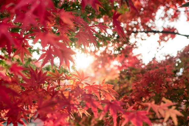 Feuilles d'érable rouge dans le jardin