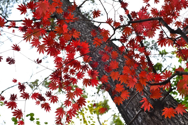 feuilles d'érable rouge extrême-orientale en automne