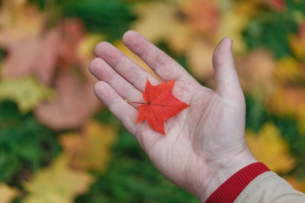 Photo feuilles d'érable rouge et jaune dans les mains