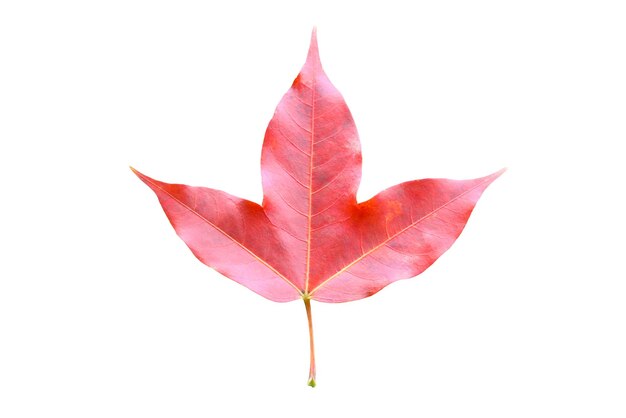 Feuilles d'érable rouge sur mousse de pierre