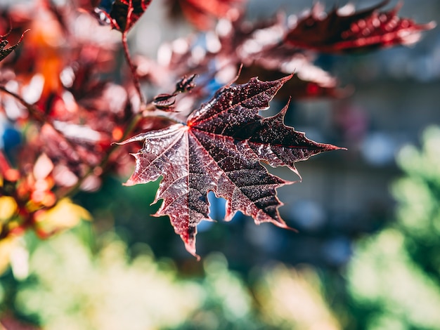 Feuilles d&#39;érable rouge