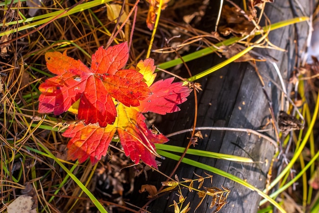 Feuilles d'érable rouges et jaunes d'automne dans l'herbe rassis Un vieux journal se trouve Mise au point sélective L'arrière-plan est flou