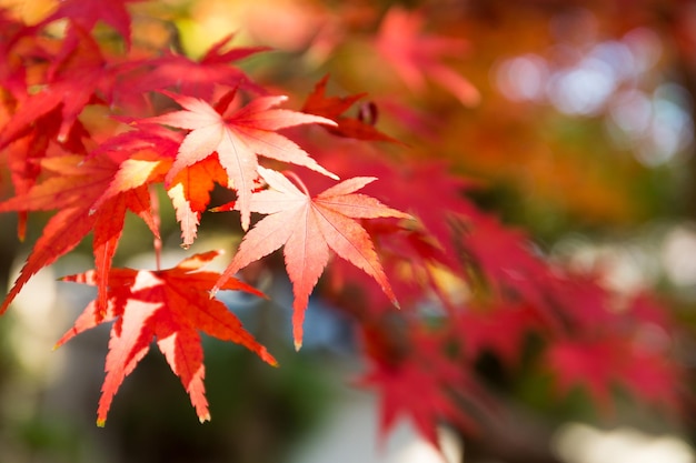 Feuilles d&#39;érable rouges