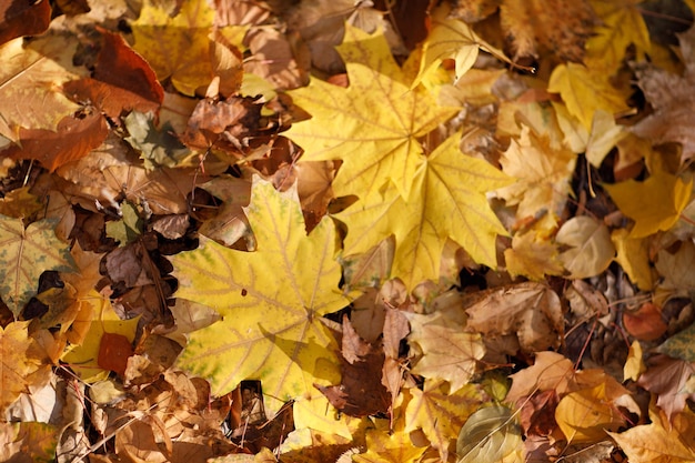 Feuilles d'érable de la saison d'automne sur le sol Fond d'automne coloré