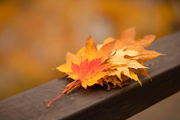 les feuilles d'érable se trouvent sur une surface en bois