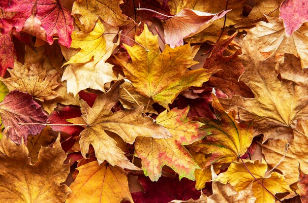 Feuilles d'érable séchées Arrière-plan naturel