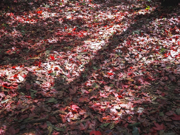 Feuilles d'érable sèches avec lumière du soleil et ombre au sol