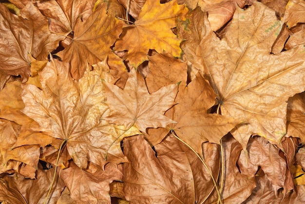 Feuilles d'érable sèches se bouchent