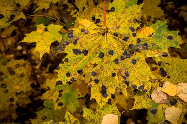 Feuilles d'érable avec des taches noires