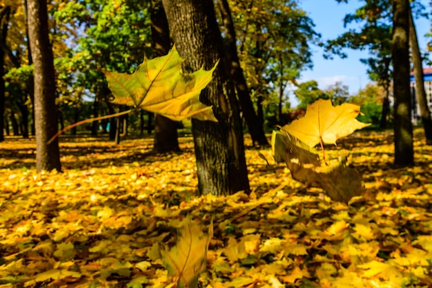 Feuilles d'érable tombe dans un concept d'automne de parc