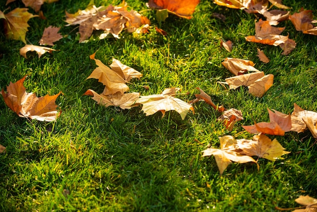 Photo feuilles d'érable tombées en automne sur l'herbe, fond automnal.