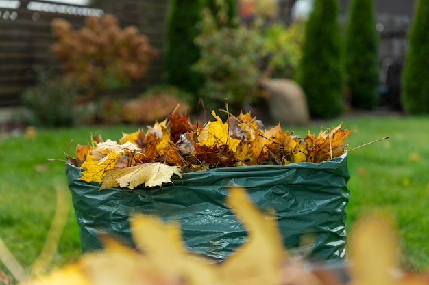 Les feuilles d'érable tombées en automne sont collectées dans un sac biodégradable et préparées pour un compostage ultérieur. Protection de l'environnement. Concept zéro déchet.
