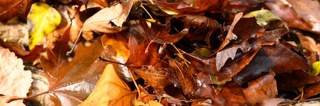 Les feuilles d'érable tombées à l'automne sont rouges et humides.