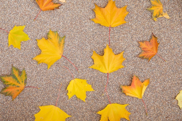 Feuilles d'érable tombées colorées. Chute des feuilles d'automne. Nature conceptuelle.