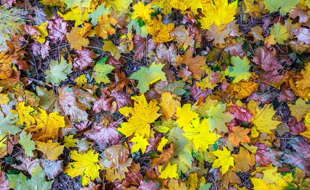 Feuilles d'érable tombées réparties le long d'un tapis bruissant sur le sol Fond de texture d'automne