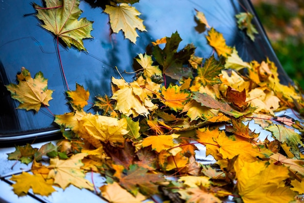 Feuilles d'érable tombées sur le vieux capot de voiture argenté bouchent fond d'automne avec mise au point sélective