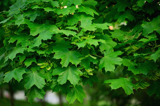 Feuilles d'érable vert bouchent