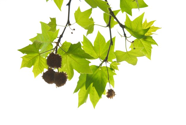 Feuilles d'érable vert avec branche isolé sur fond blanc.