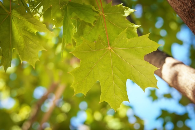 Feuilles d'érable vert sur fond flou contrastant.