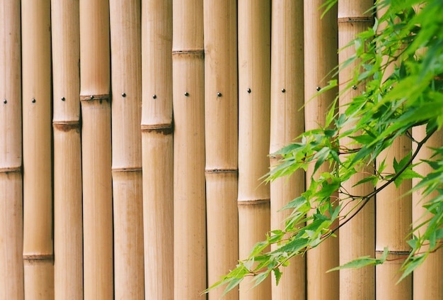 Feuilles d&#39;érable vert avec mur de bambou