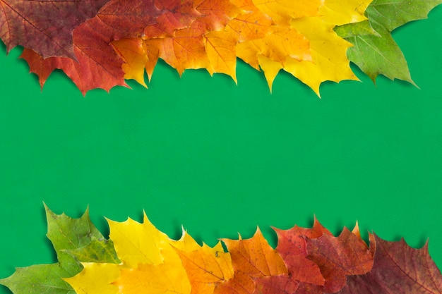 Feuilles d'érable sur vert