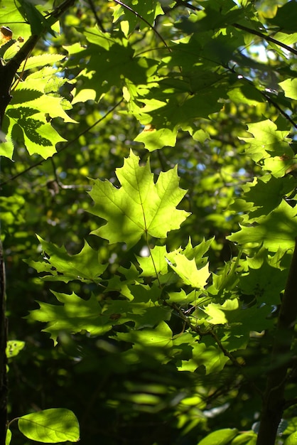 Photo des feuilles d'érable vertes sur les branches de l'arbre dans la forêt profonde dans les beaux rayons du soleil