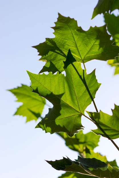 Feuilles d'érable vertes contre le ciel bleu Vue de dessous