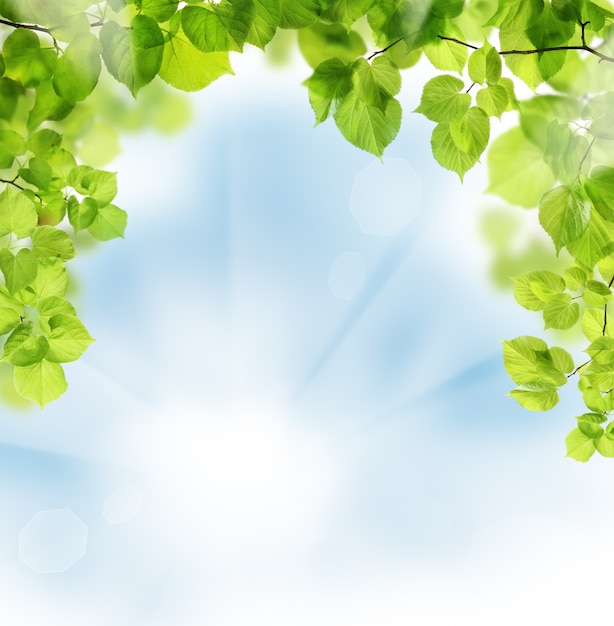 Feuilles d'été sur fond de verdure florale