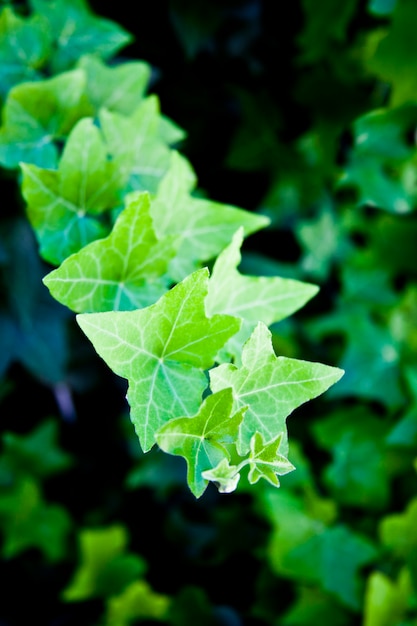 Feuilles d&#39;été vert