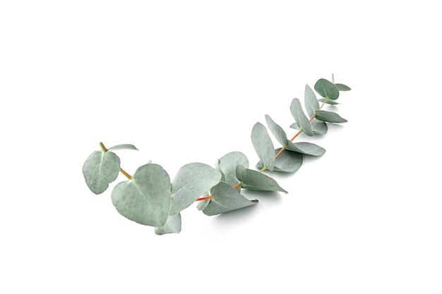 Photo feuilles d'eucalyptus branche verte fraîche avec feuillage isolé