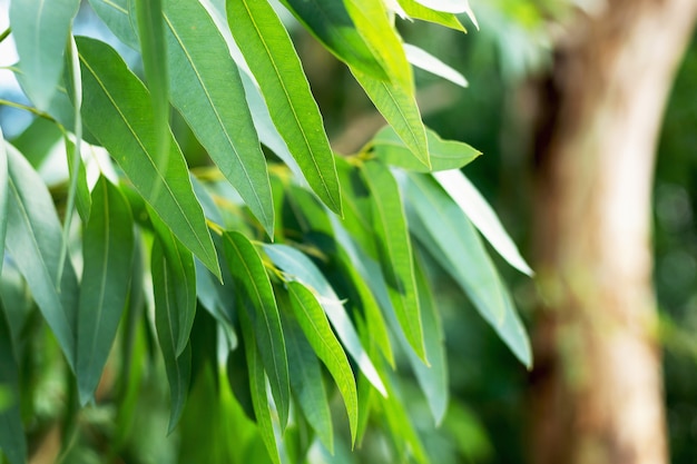 Feuilles d'eucalyptus, brindille, arbres d'eucalyptus