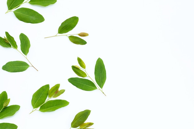 Feuilles d'eucalyptus sur fond blanc.