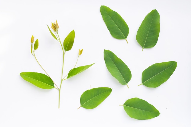 Feuilles d'eucalyptus sur fond blanc.