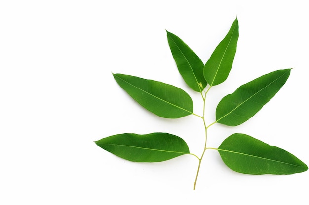 Feuilles d'eucalyptus sur fond blanc