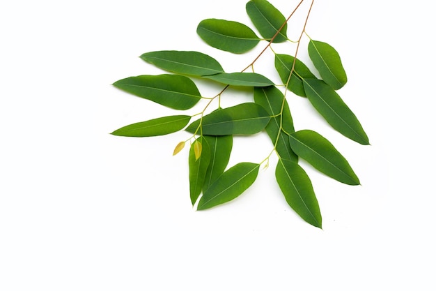 Feuilles d'eucalyptus sur fond blanc