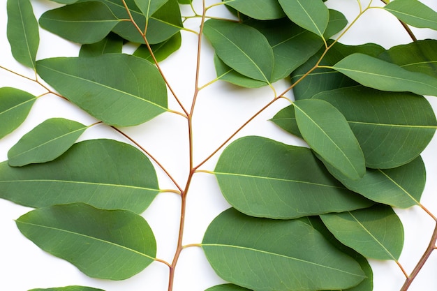 Feuilles d&#39;eucalyptus sur fond blanc