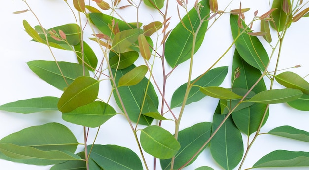 Feuilles d&#39;eucalyptus sur fond blanc