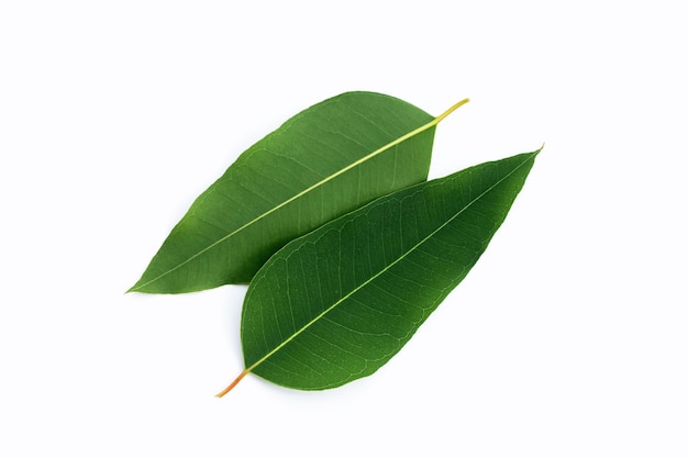 Feuilles d&#39;eucalyptus sur fond blanc