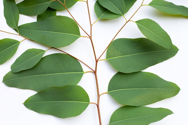 Feuilles d&#39;eucalyptus sur fond blanc