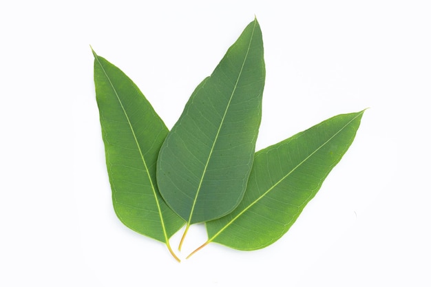 Feuilles d&#39;eucalyptus sur fond blanc