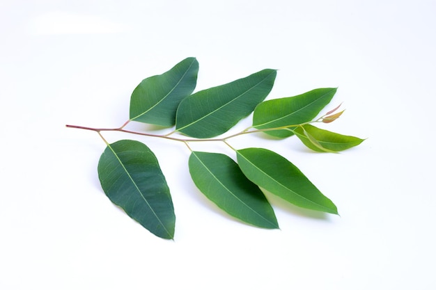 Photo des feuilles d'eucalyptus sur fond blanc