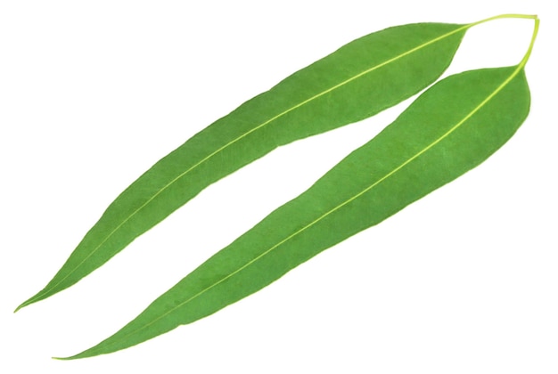 Feuilles d'eucalyptus sur fond blanc