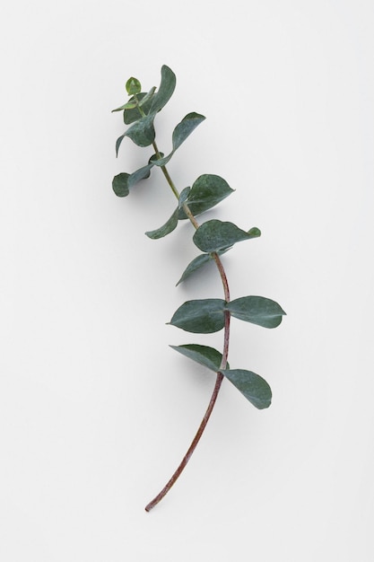 Feuilles d&#39;eucalyptus sur fond blanc