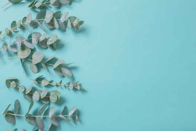 Feuilles d'eucalyptus sur fond de papier