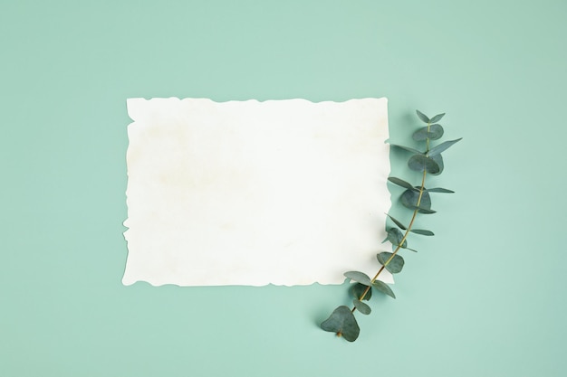 Feuilles d'eucalyptus sur fond vert avec feuille de papier vierge