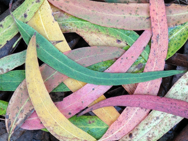 Feuilles d'Eucalyptus globulus utilisées comme plante médicinale