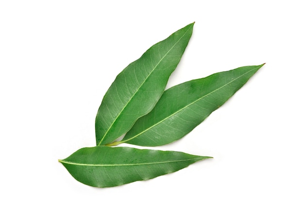 Feuilles d'eucalyptus isolés sur blanc