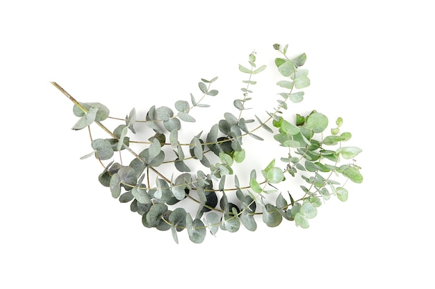 Feuilles d'eucalyptus isolés sur fond blanc Branche d'eucalyptus vert