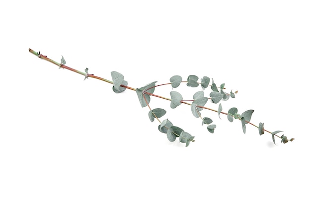 Feuilles d'eucalyptus isolés sur mur blanc