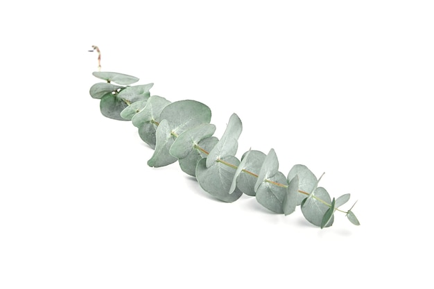 Feuilles d'eucalyptus isolés sur mur blanc